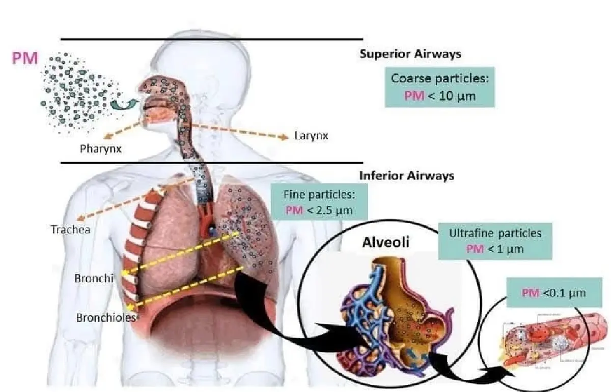 วิกฤตฝุ่นเหนือสะสม เสี่ยงทำเซลล์ปอดกลายพันธุ์-กระตุ้นมะเร็ง