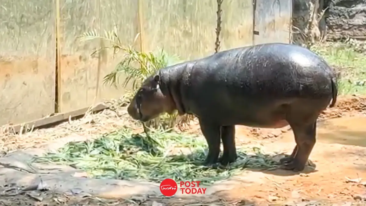 ต้อนรับสมาชิกใหม่! "ลูกฮิปโปแคระ" สวนสัตว์ขอนแก่น น้องหมูด้วง หลานหมูเด้ง