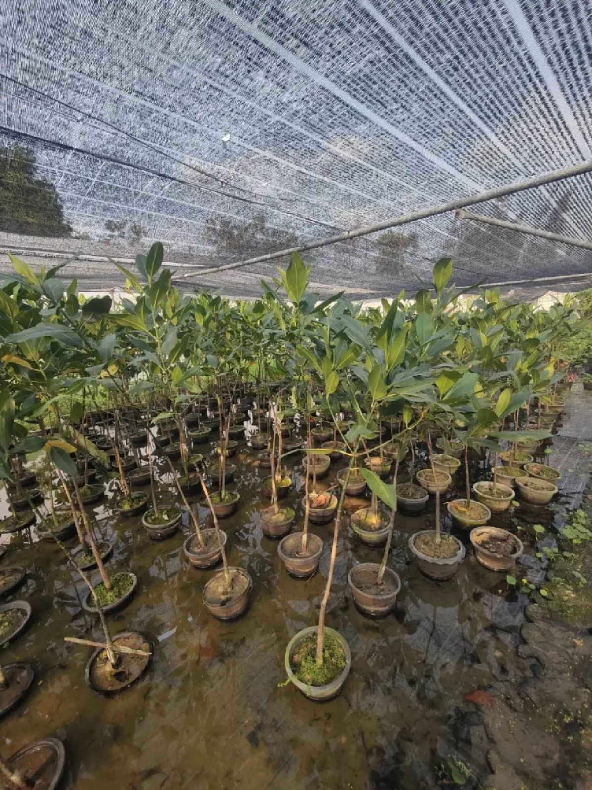 เอ็ม บี เค ผนึกจังหวัดปทุมธานีและพันธมิตร ขับเคลื่อนโครงการ MBK Green Community ปลูกต้นไม้ฟื้นฟูระบบนิเวศริมน้ำเจ้าพระยา