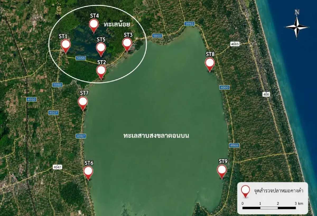 ไม่พบปลาหมอคางดำในทะเลน้อย–ทะเลสาบสงขลาตอนบน ทช. ย้ำเฝ้าระวังต่อเนื่อง