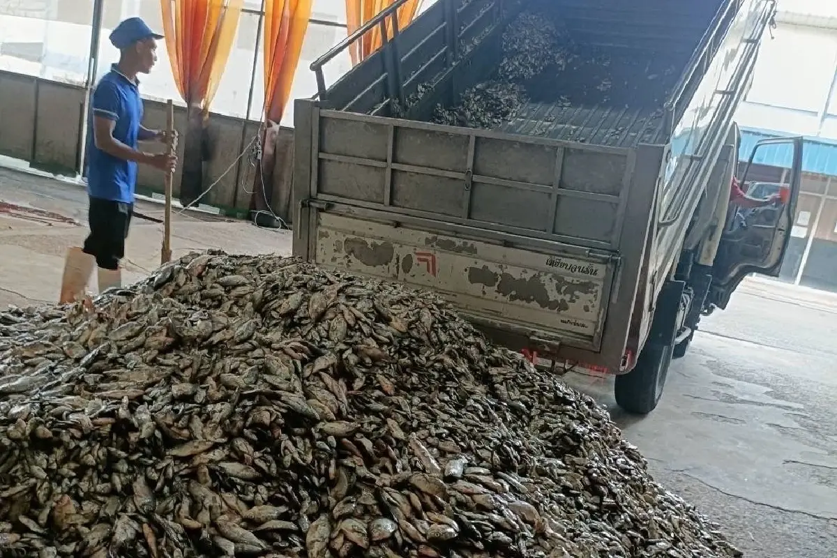 เกษตรกร-ชาวประมง 5 จังหวัด แห่นำปลาหมอคางดำส่งขายโรงงานปลาป่นสมุทรสาคร