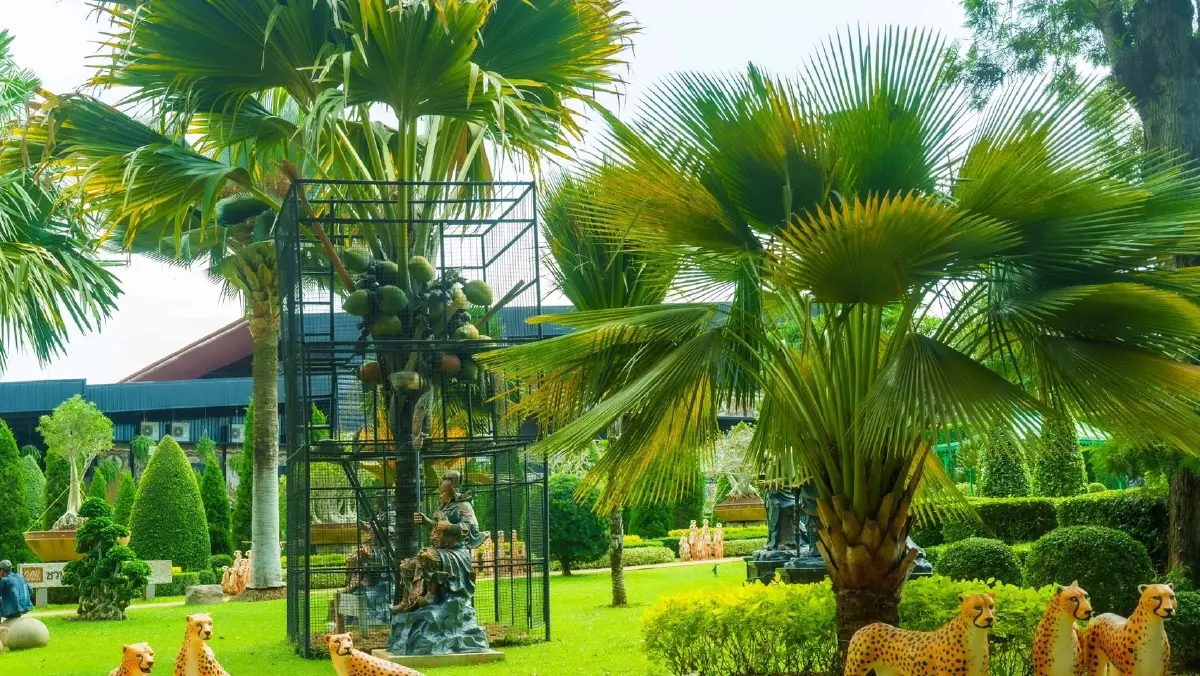 สวนนงนุชผ่า “มะพร้าวทะเล” หายาก โชว์เมล็ดใหญ่สุดในโลก