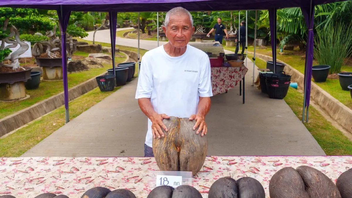 สวนนงนุชผ่า “มะพร้าวทะเล” หายาก โชว์เมล็ดใหญ่สุดในโลก