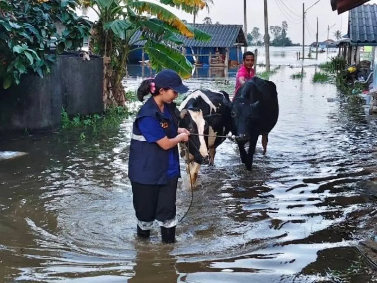 "สุริยะ" สั่งกรมปศุสัตว์เตรียมหน่วยสัตวแพทย์–แผนอพยพสัตว์ รับมือฝน–น้ำท่วม