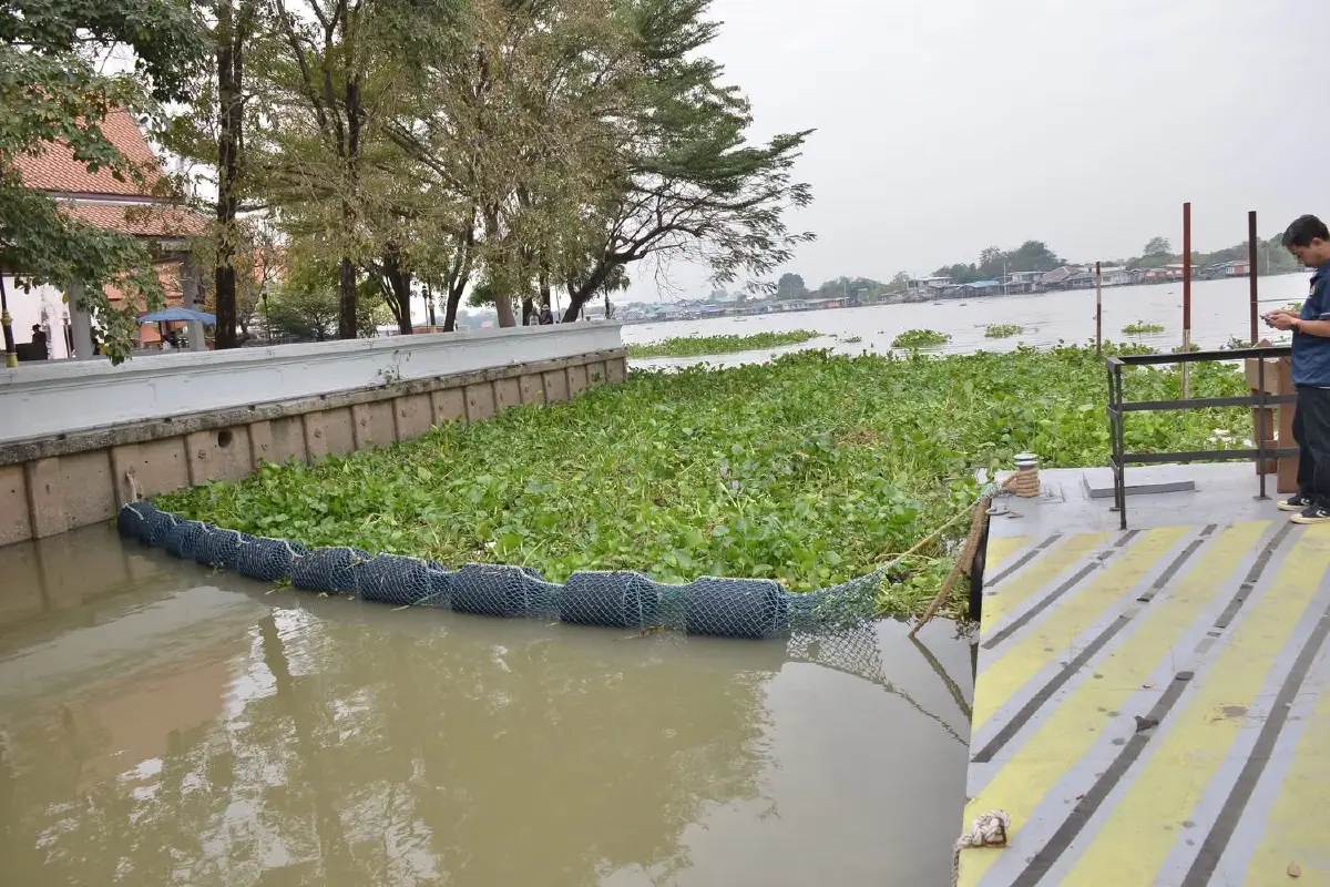 ชลประทานปั้นนวัตกรรมสีเขียว  พลิกเกมกำจัดผักตบชวา สู่ Smart Irrigation