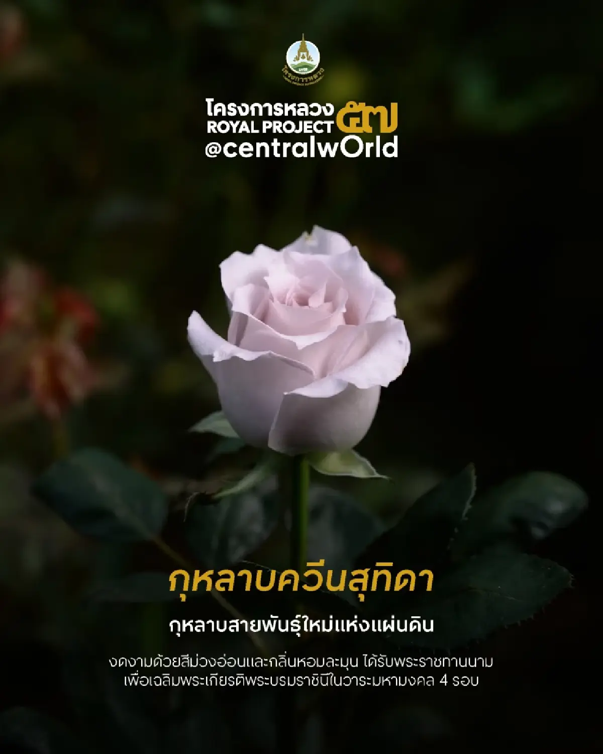 พายลโฉม 'กุหลาบควีนสุทิดา' งดงามด้วยผลวิจัย 8 ปีแห่งแผ่นดิน