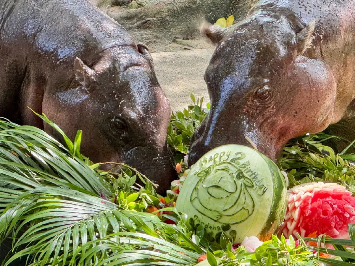 วันเกิด "หมูเด้ง" ครบ 2 ขวบ 