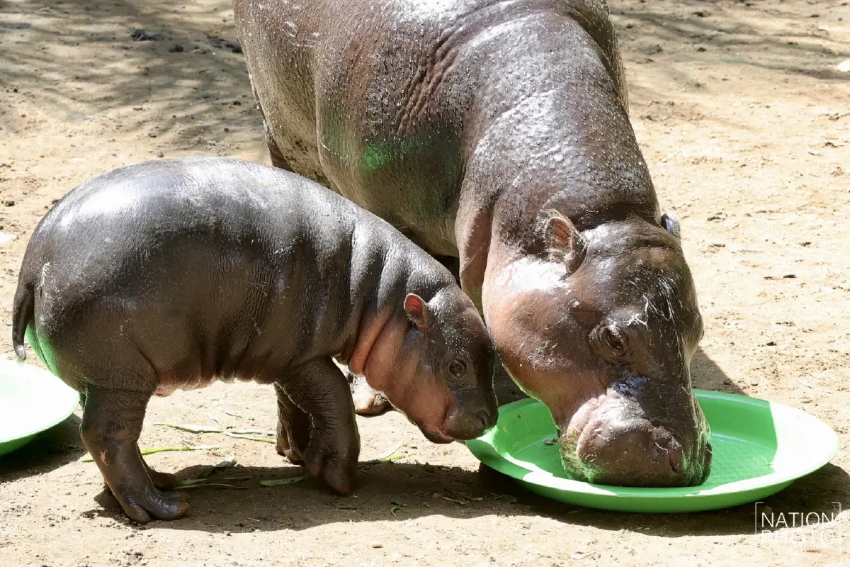 แฟนบอลอาร์เจนว่าไง? หมูแดงแทงสวนหมูเด้ง! สเปน “แชมป์บอลโลก”