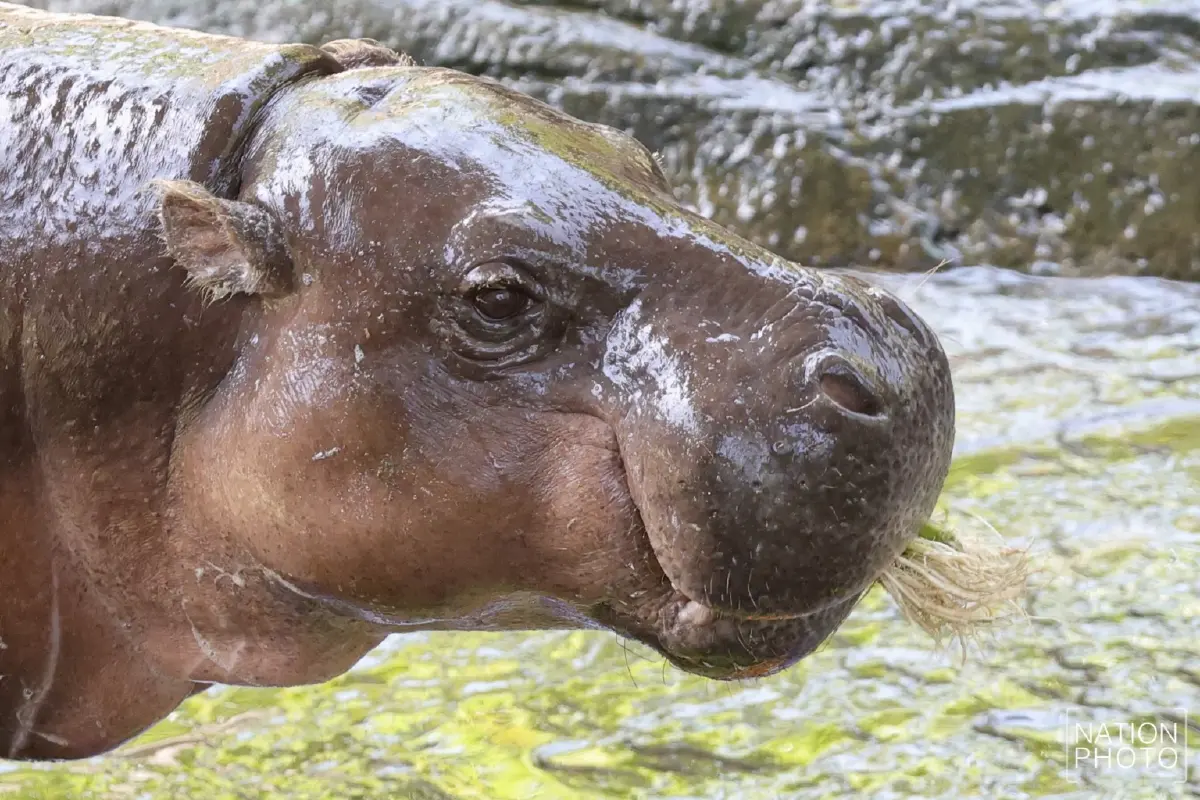 แฟนบอลอาร์เจนว่าไง? หมูแดงแทงสวนหมูเด้ง! สเปน “แชมป์บอลโลก”