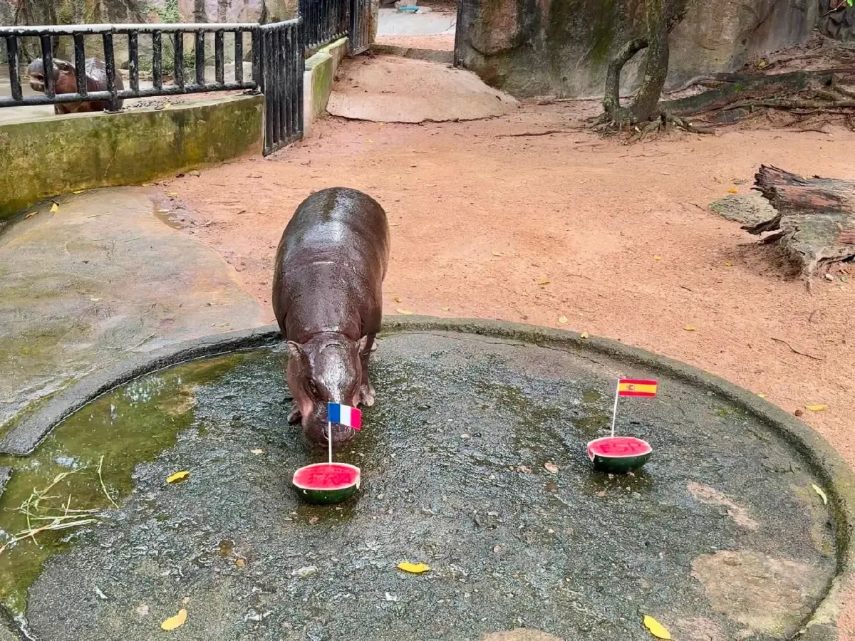 หมูเด้งทายผลบอลโลก 2026 ฟันธง! ฝรั่งเศส-อังกฤษ เข้ารอบชิงชนะเลิศ