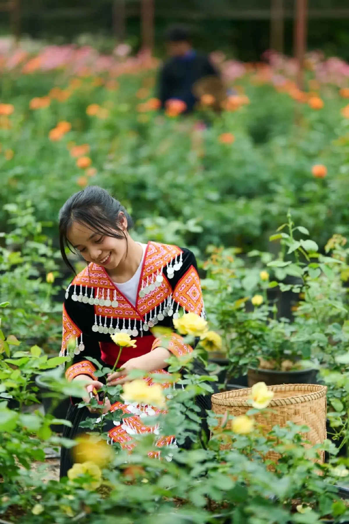 พายลโฉม 'กุหลาบควีนสุทิดา' งดงามด้วยผลวิจัย 8 ปีแห่งแผ่นดิน