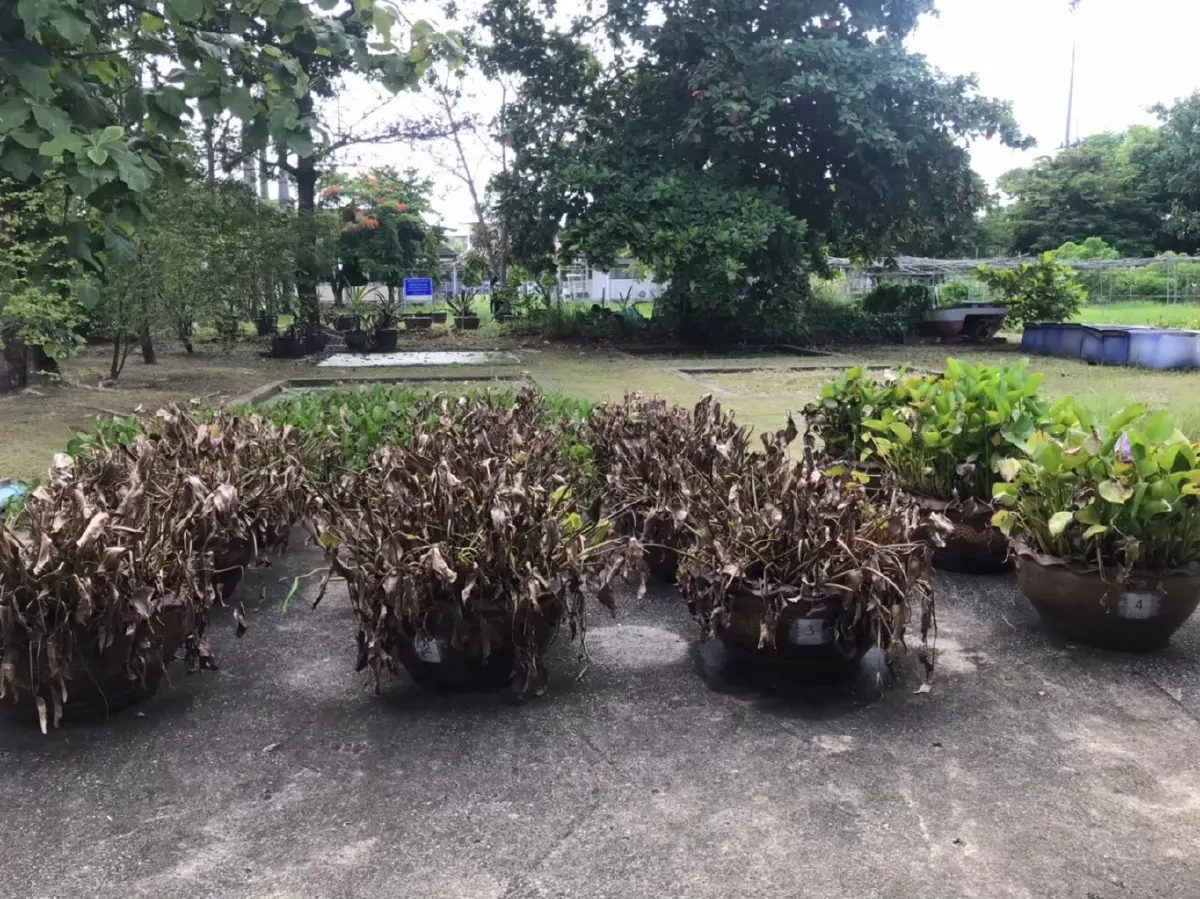 ชลประทานปั้นนวัตกรรมสีเขียว  พลิกเกมกำจัดผักตบชวา สู่ Smart Irrigation