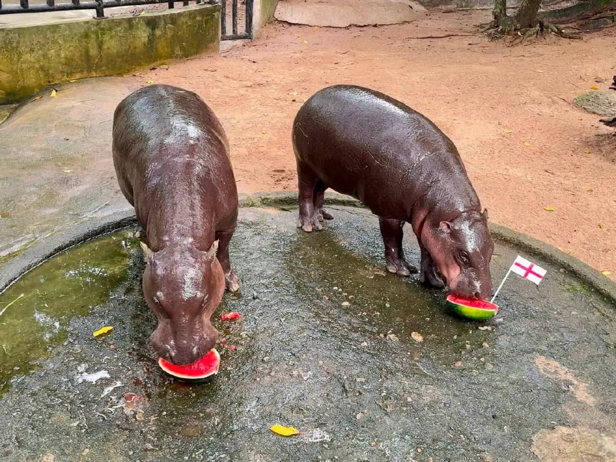 หมูเด้งทายผลบอลโลก 2026 ฟันธง! ฝรั่งเศส-อังกฤษ เข้ารอบชิงชนะเลิศ
