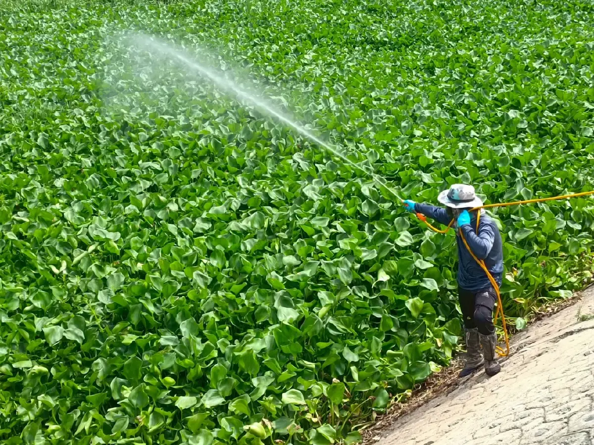 ชลประทานปั้นนวัตกรรมสีเขียว  พลิกเกมกำจัดผักตบชวา สู่ Smart Irrigation