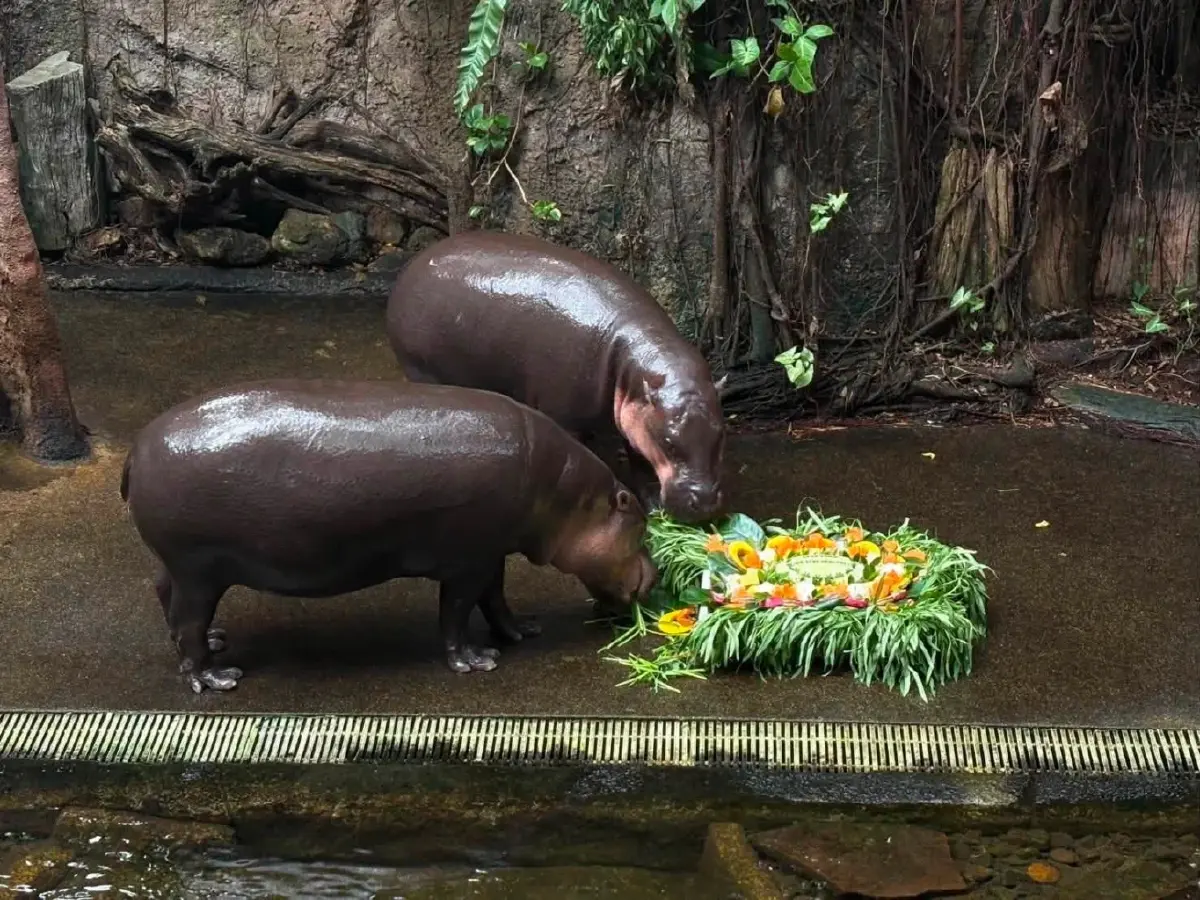 หมูเด้งและคุณแม่โจน่ากำลังทานเค้กวันเกิดครบรอบ 2 ปี