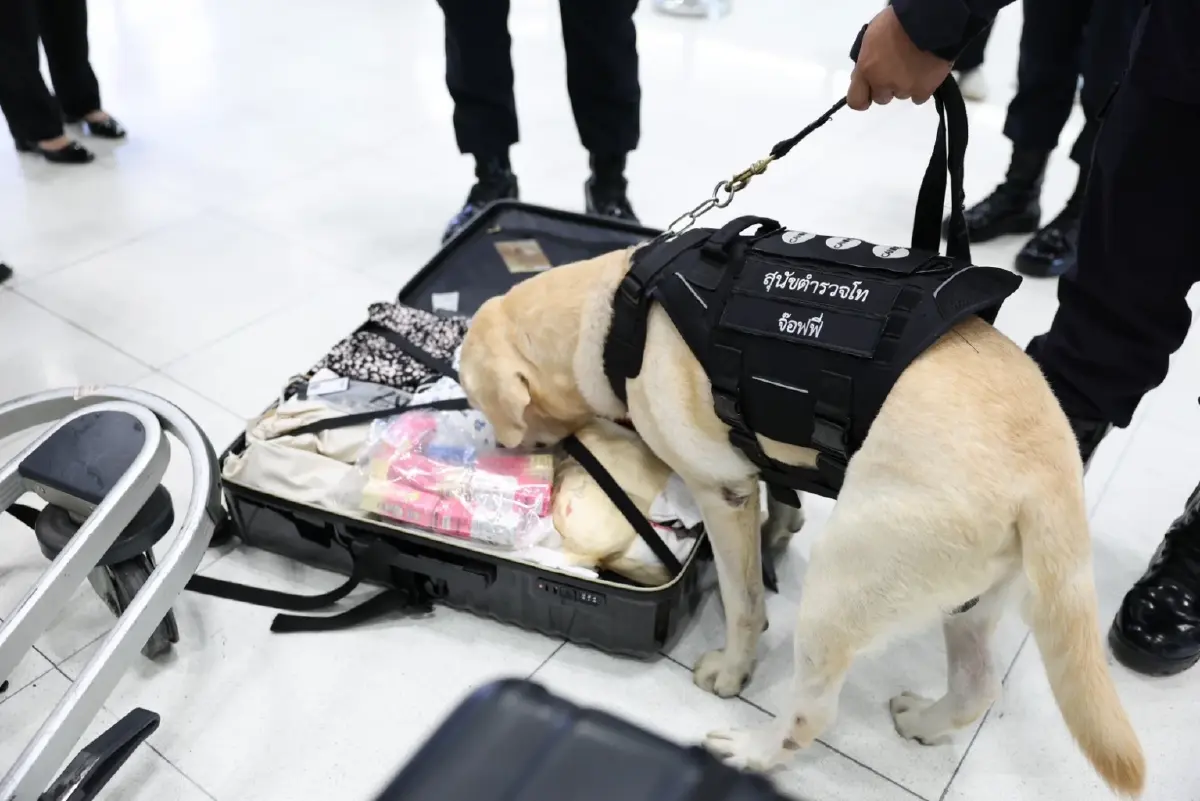 K9 มาแล้ว! ตำรวจหมาตรวจสกัดลักลอบลำเลียงยาเสพติด สุวรรณภูมิ