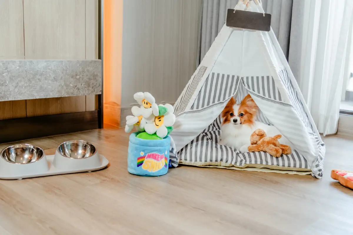 ปักหมุดโรงแรม Pet Friendly ทั่วไทย พาสัตว์เลี้ยงเที่ยวแบบไร้กังวล