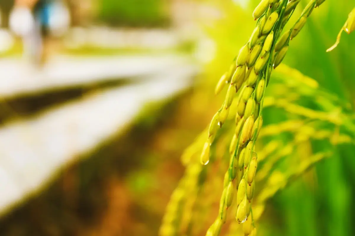 "Agri-Map 2" จากแผนที่หลายใบ สู่ “One Map” สมองกลางของเกษตรไทย