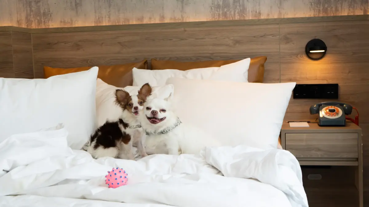 ปักหมุดโรงแรม Pet Friendly ทั่วไทย พาสัตว์เลี้ยงเที่ยวแบบไร้กังวล