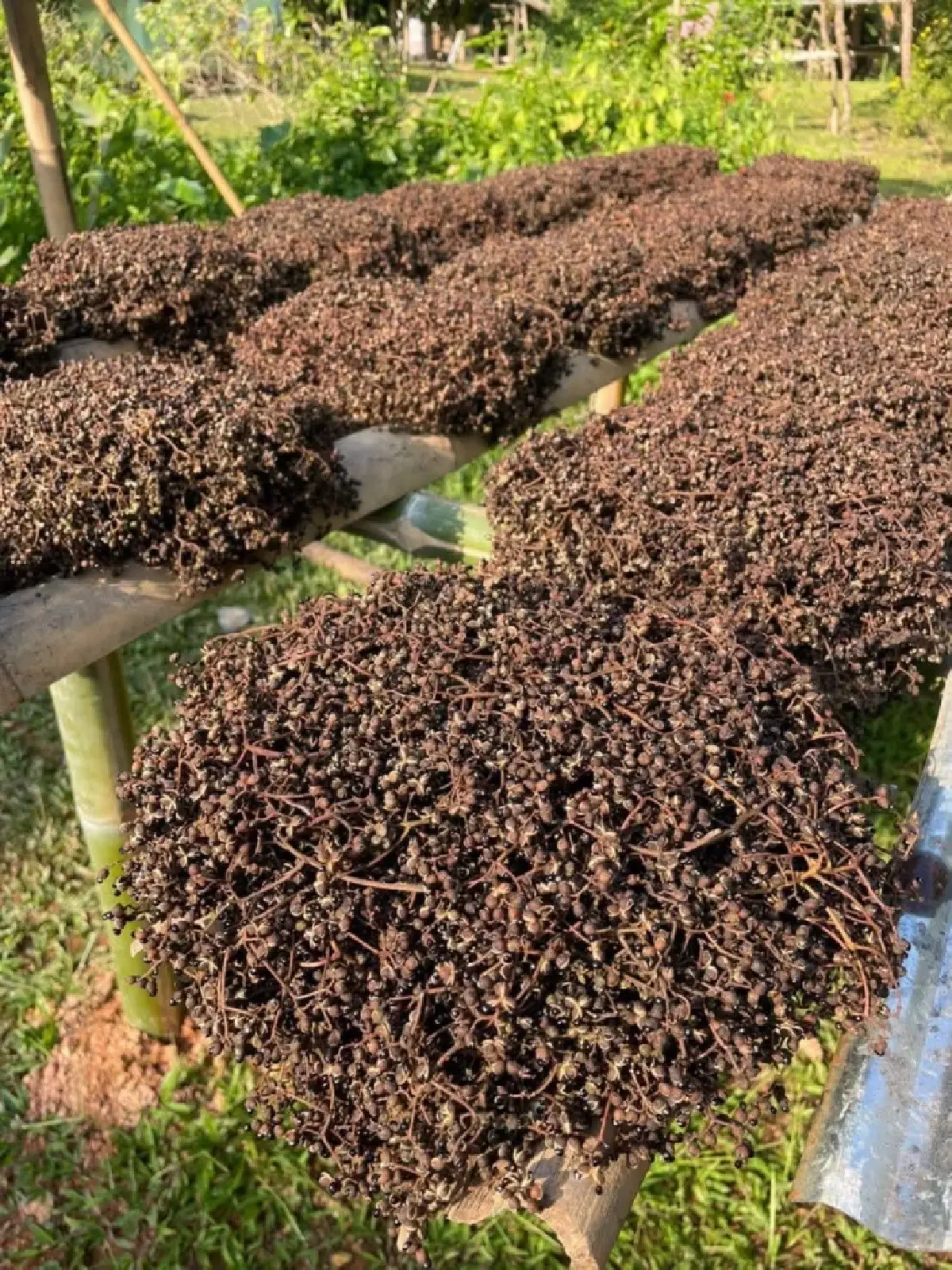 รู้จัก 2 เครื่องเทศของไทย “มะแขว่น–พริกไทยสุไหงอุเป” ของดีท้องถิ่น GI ใหม่