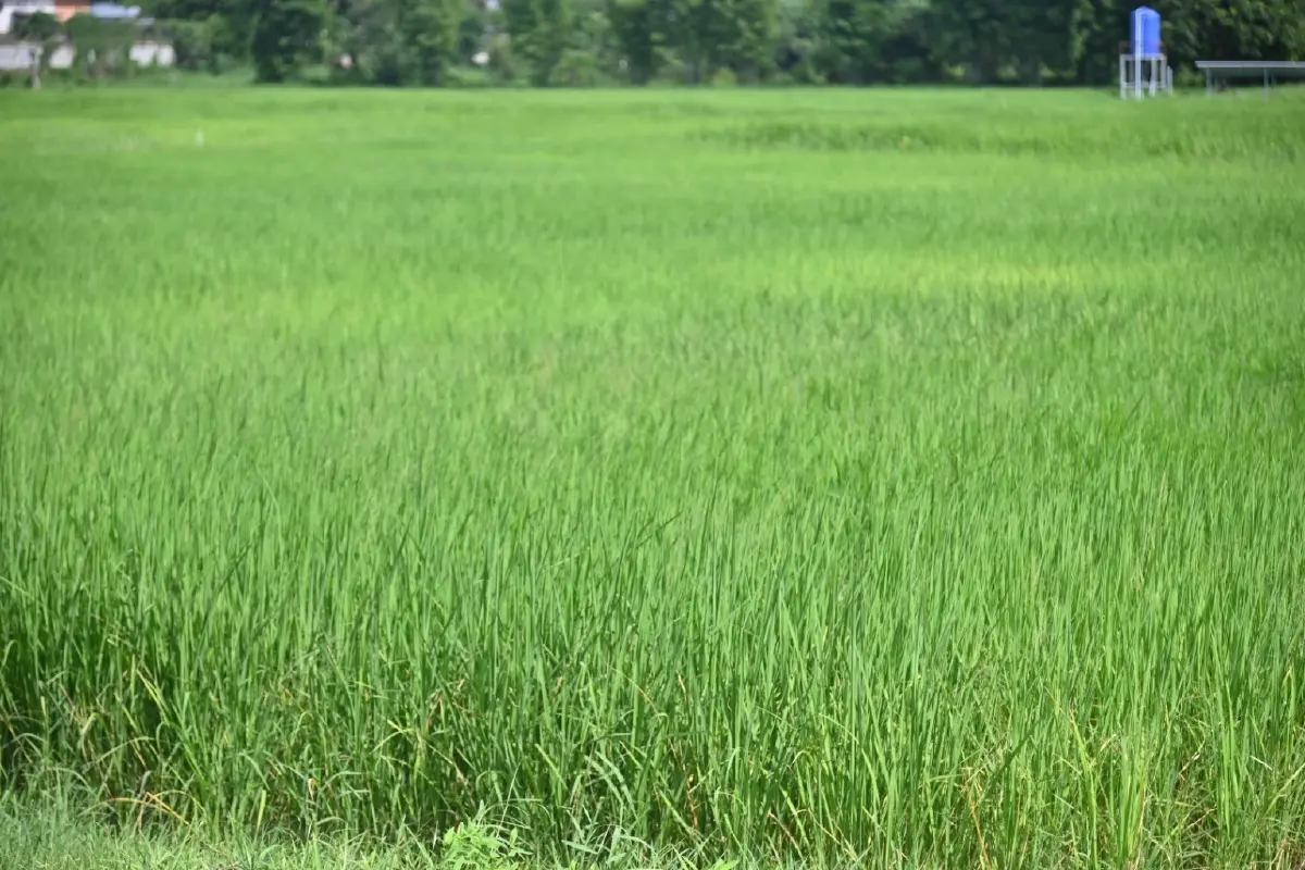 “ข้าวประณีต” โมเดลเพิ่มมูลค่าข้าวไทย นวัตกรรมดันรายได้เกษตรกร