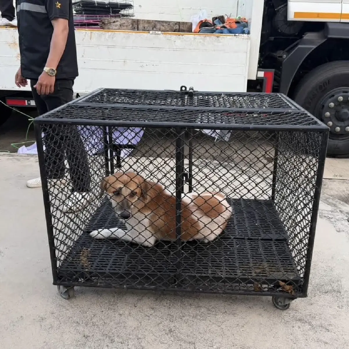 หมา-แมว ต้องรอด ! กทม.เปิดศูนย์พักพิงชั่วคราวรับน้องหนีน้ำท่วม