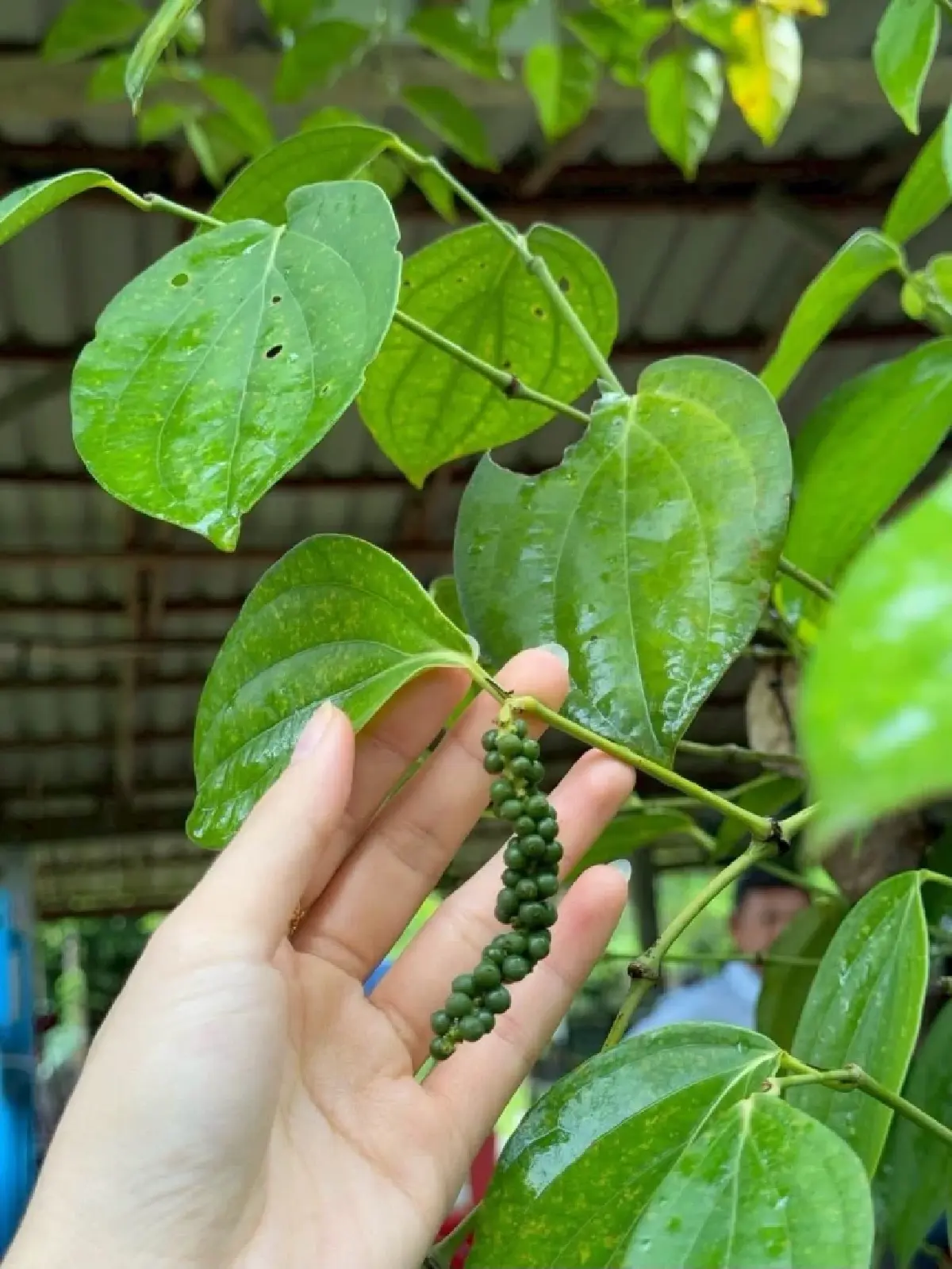 รู้จัก 2 เครื่องเทศของไทย “มะแขว่น–พริกไทยสุไหงอุเป” ของดีท้องถิ่น GI ใหม่