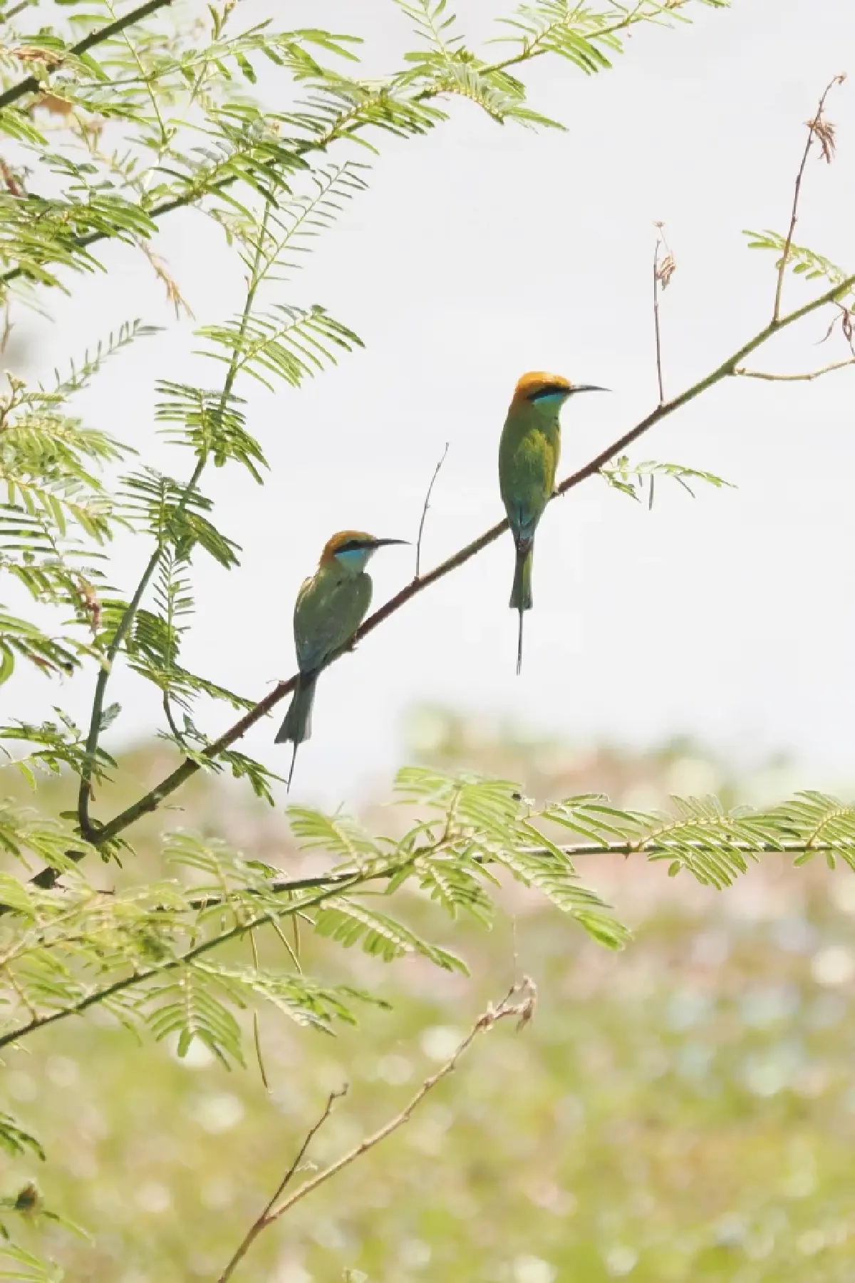ทุ่งกุลามีอะไร! “นวนุรักษ์” แพลตฟอร์มเอื้อชุมชนสร้างคลังข้อมูล ต่อยอดท่องเที่ยว-เศรษฐกิจ