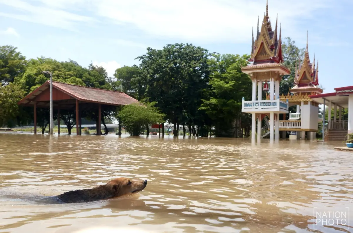 เจ้าพระยาระบาย 2,500 ลบ.ม./วินาที เตือน กทม. น้ำย้อนท่อ จับตาน้ำแม่กลอง