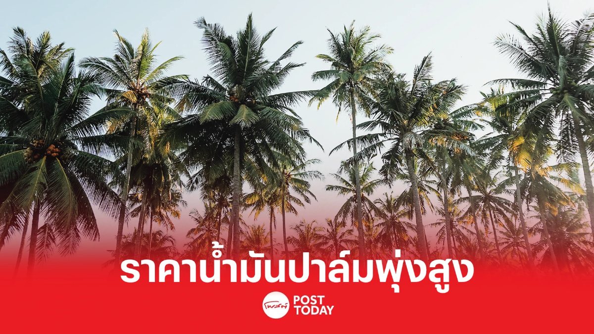 ราคาน้ำมันปาล์มพุ่งสูงไม่หยุด น้ำมันประเภทอื่นจ่อขึ้นราคาตาม ราคาน้ำมันปาล์มพุ่งสูงไม่หยุด น้ำมันประเภทอื่นจ่อขึ้นราคาตาม