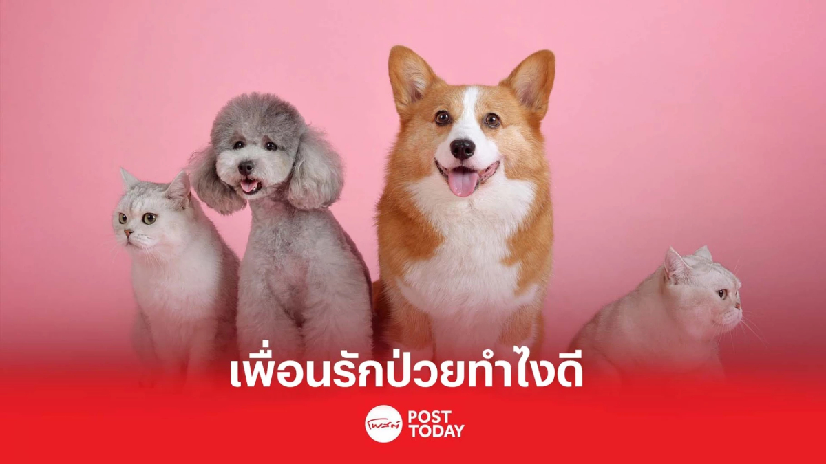 เคล็ดลับดูแล สุนัขและแมว ป่วยโรคมะเร็ง-เอดส์ ดูแลอย่างไรให้ปลอดภัย เคล็ดลับดูแล สุนัขและแมว ป่วยโรคมะเร็ง-เอดส์ ดูแลอย่างไรให้ปลอดภัย