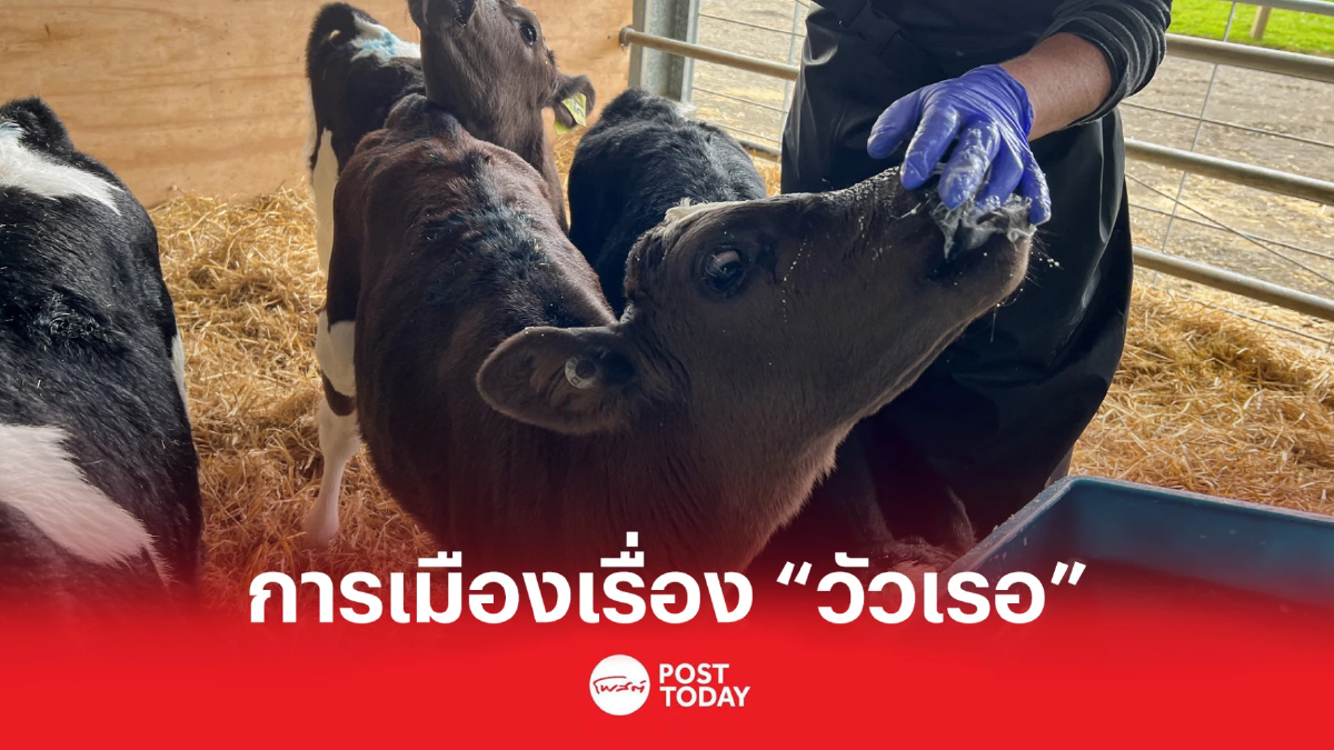 การเมืองเรื่อง “วัวเรอ” นิวซีแลนด์เสนอเก็บภาษีสัตว์ในฟาร์ม การเมืองเรื่อง “วัวเรอ” นิวซีแลนด์เสนอเก็บภาษีสัตว์ในฟาร์ม