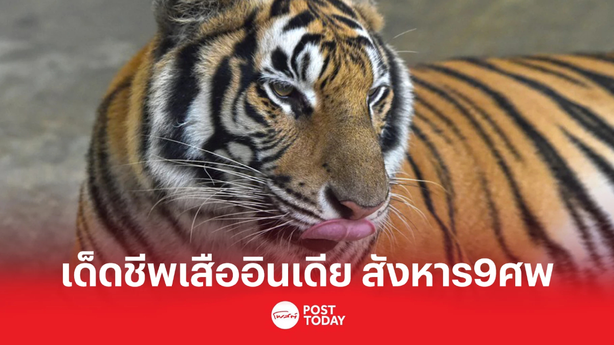 เด็ดชีพเสืออินเดีย หลังออกคุกคามชุมชน สังหาร 9 ศพ เด็ดชีพเสืออินเดีย หลังออกคุกคามชุมชน สังหาร 9 ศพ