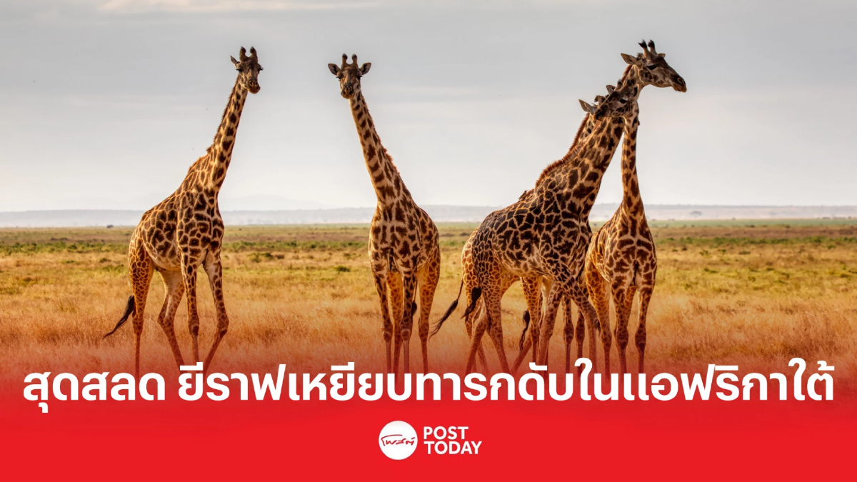 สุดสลด ยีราฟเหยียบทารกดับในแอฟริกาใต้ สุดสลด ยีราฟเหยียบทารกดับในแอฟริกาใต้