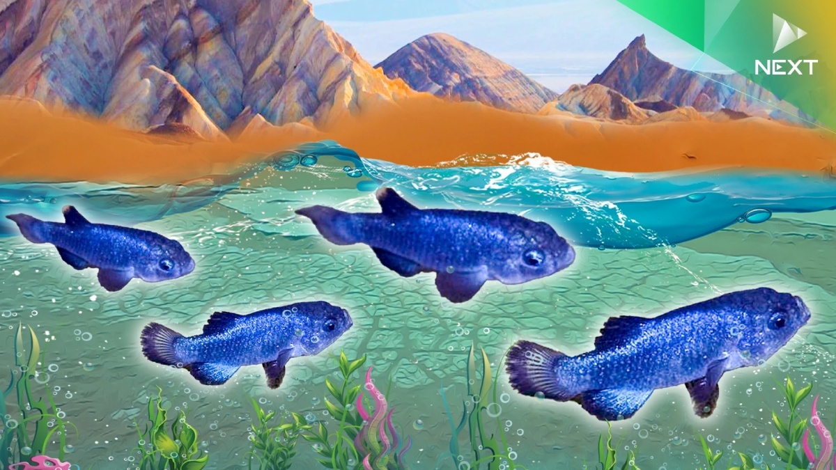 ‘Devils Hole pupfish’ ปลาที่โดดเดี่ยวและแข็งแกร่งที่สุดในโลก ‘Devils Hole pupfish’ ปลาที่โดดเดี่ยวและแข็งแกร่งที่สุดในโลก