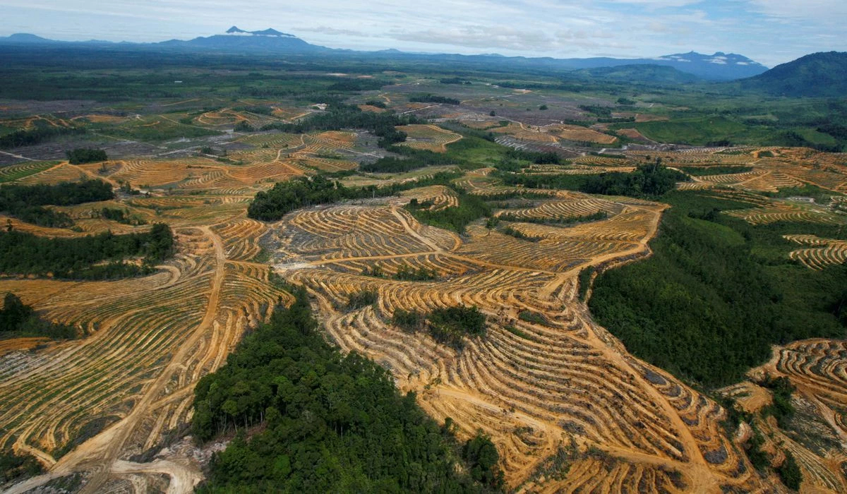 สหภาพยุโรป (European Union) เล็งเก็บภาษีทำลายป่า สหภาพยุโรป (European Union) เล็งเก็บภาษีทำลายป่า