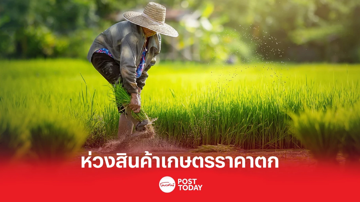 ศูนย์วิจัยกสิกรฯ ห่วงราคาสินค้าเกษตรตก-ต้นทุนสูง ฉุดรายได้ ศูนย์วิจัยกสิกรฯ ห่วงราคาสินค้าเกษตรตก-ต้นทุนสูง ฉุดรายได้