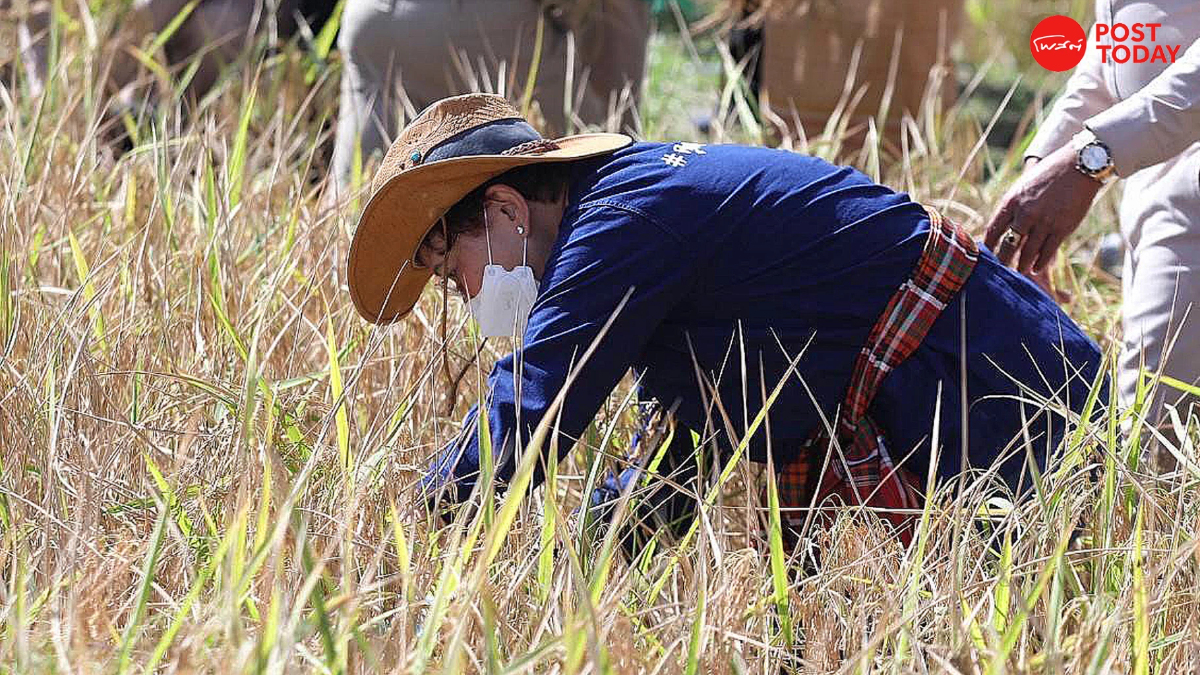 'คุณหญิงกัลยา' นำเกี่ยวข้าวสืบสานพระราชปณิธาน รัชกาลที่9 'คุณหญิงกัลยา' นำเกี่ยวข้าวสืบสานพระราชปณิธาน รัชกาลที่9