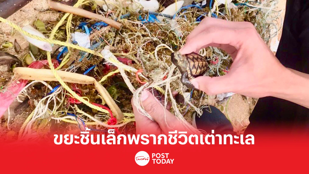 กรมทะเลชายฝั่งฯ ถอดบทเรียนจากลูกเต่าทะเล 11 ตัว ตายหมู่จากขยะ กรมทะเลชายฝั่งฯ ถอดบทเรียนจากลูกเต่าทะเล 11 ตัว ตายหมู่จากขยะ