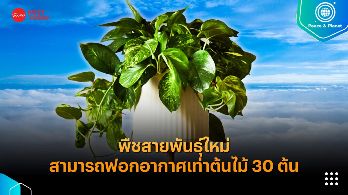 พืชสายพันธุ์ใหม่สามารถฟอกอากาศเท่าต้นไม้ 30 ต้น พืชสายพันธุ์ใหม่สามารถฟอกอากาศเท่าต้นไม้ 30 ต้น
