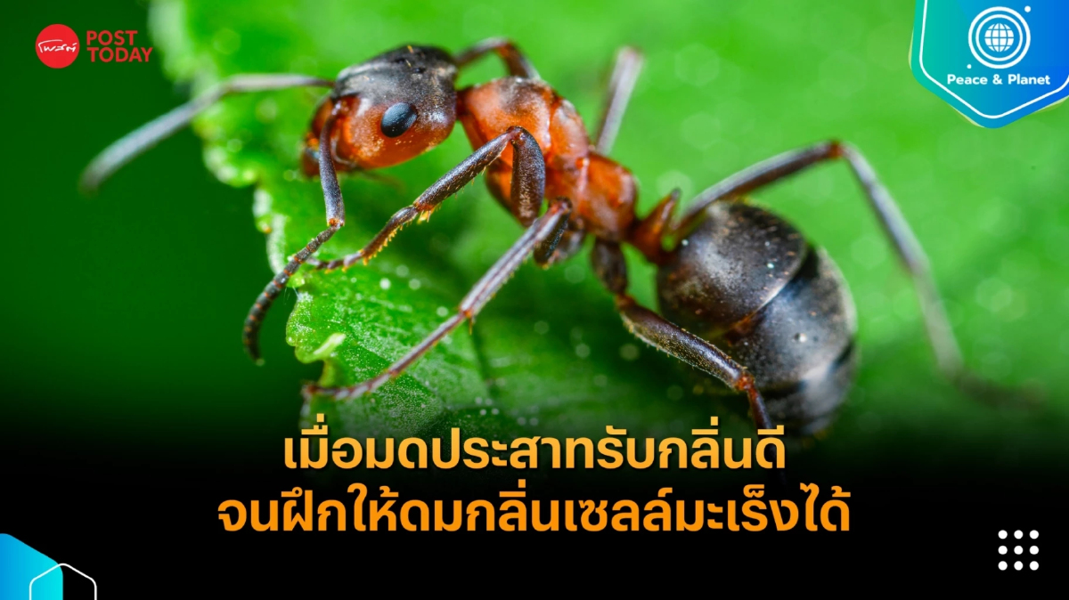 เมื่อมดประสาทรับกลิ่นดี จนฝึกให้ดมกลิ่นเซลล์มะเร็งได้ เมื่อมดประสาทรับกลิ่นดี จนฝึกให้ดมกลิ่นเซลล์มะเร็งได้