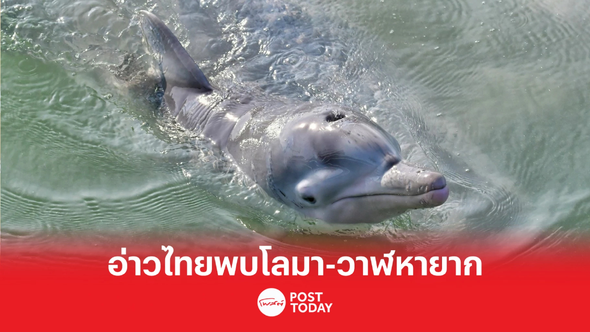 กรมทะเลชายฝั่งพบ โลมาและวาฬ หายาก วอนประชาชนร่วมอนุรักษ์ ลดภัยคุกคาม กรมทะเลชายฝั่งพบ โลมาและวาฬ หายาก วอนประชาชนร่วมอนุรักษ์ ลดภัยคุกคาม