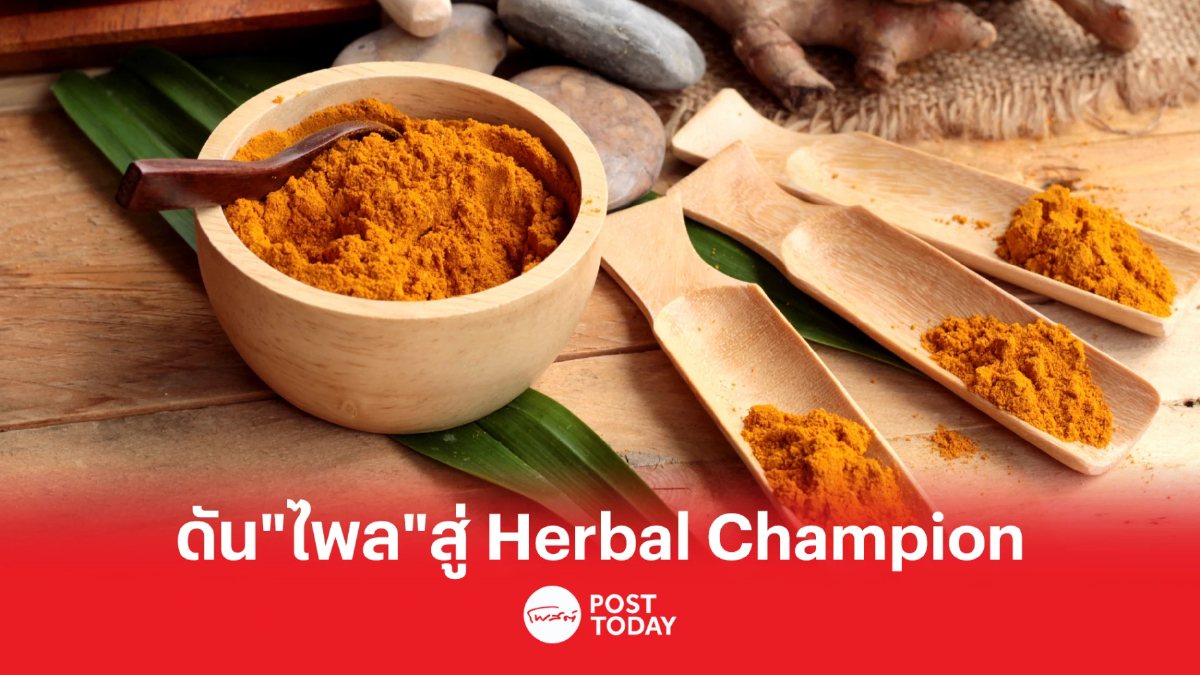 พาณิชย์ ดัน “ไพล” เป็นสมุนไพร Herbal Champion สร้างมูลค่าทางเศรษฐกิจ พาณิชย์ ดัน “ไพล” เป็นสมุนไพร Herbal Champion สร้างมูลค่าทางเศรษฐกิจ