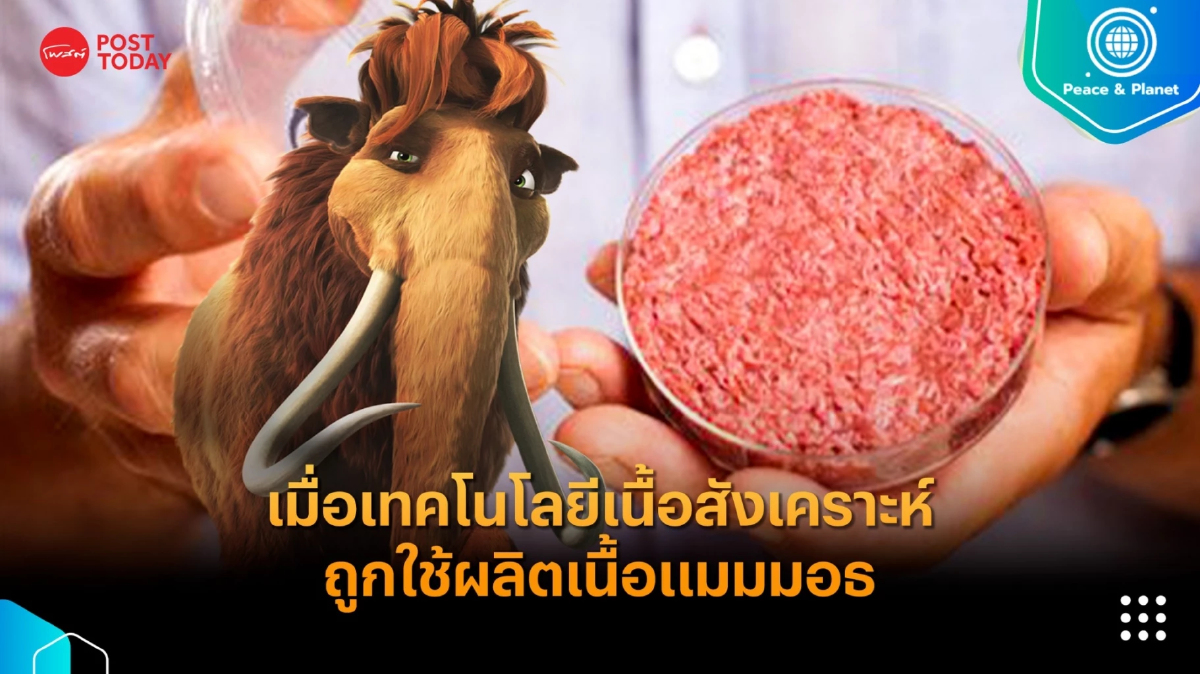 เปิบพิสดาร!? เมื่อเทคโนโลยีเนื้อสังเคราะห์ถูกใช้ผลิตเนื้อแมมมอธ เปิบพิสดาร!? เมื่อเทคโนโลยีเนื้อสังเคราะห์ถูกใช้ผลิตเนื้อแมมมอธ