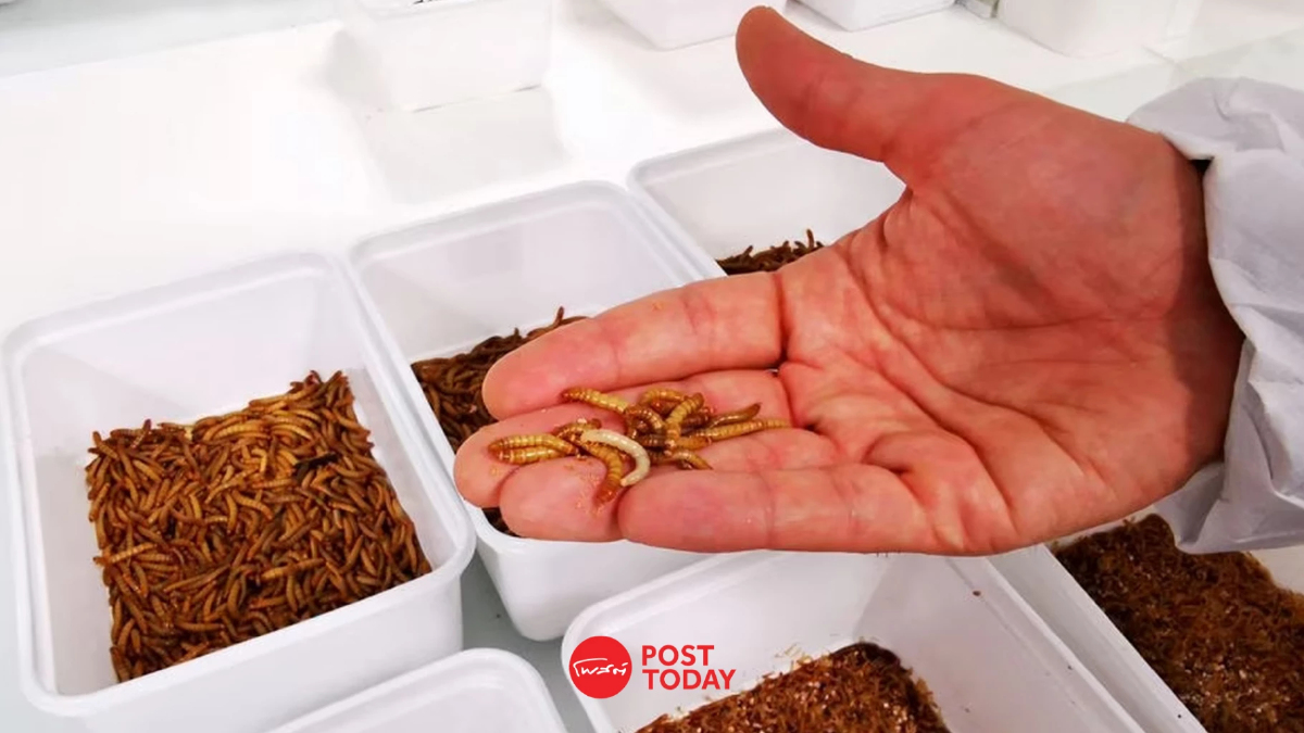 Ynsect เล็งรุกตลาดโปรตีนจาก ‘แมลง’ อีกครั้ง หลังได้รับการระดมทุน Ynsect เล็งรุกตลาดโปรตีนจาก ‘แมลง’ อีกครั้ง หลังได้รับการระดมทุน