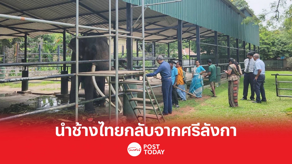 ‘กัญจนา’ ตามติดนำ ‘พลายศักดิ์สุรินทร์’ จากศรีลังกากลับไทย ‘กัญจนา’ ตามติดนำ ‘พลายศักดิ์สุรินทร์’ จากศรีลังกากลับไทย