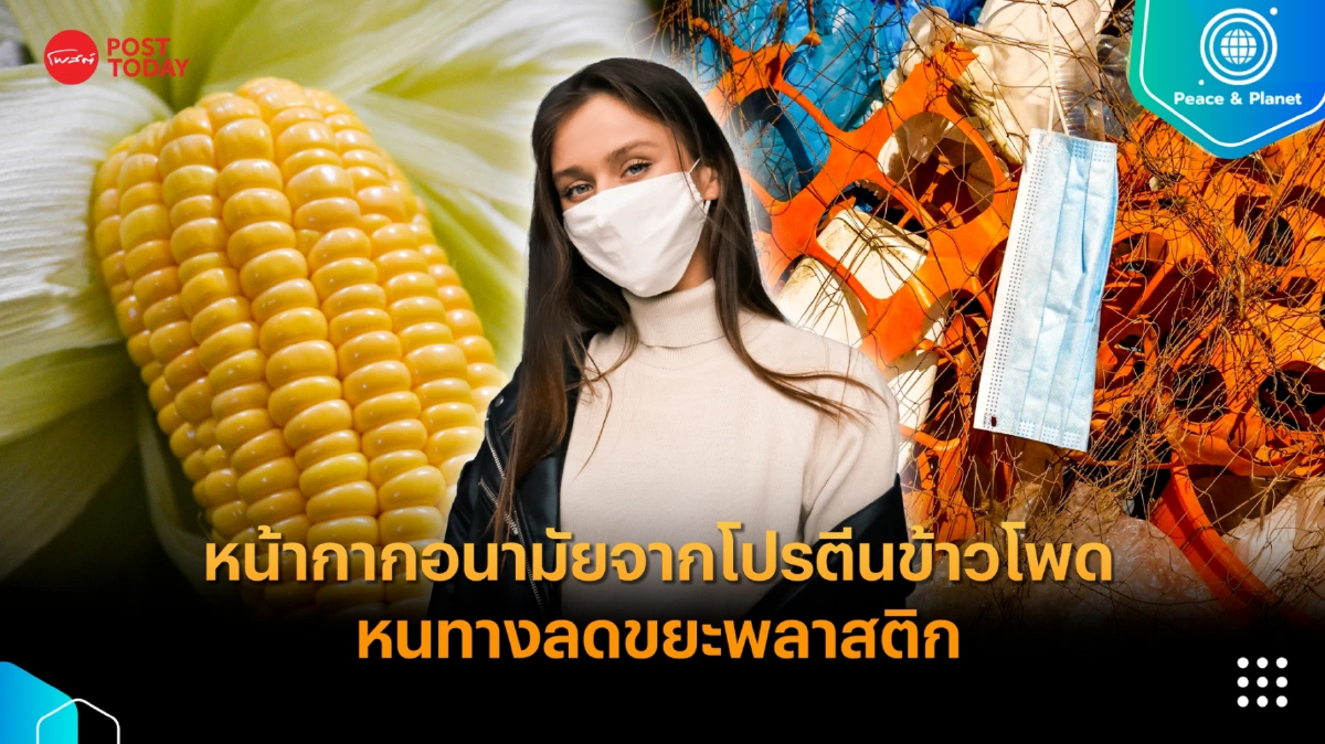 หน้ากากอนามัยจากโปรตีนข้าวโพด หนทางลดขยะพลาสติก หน้ากากอนามัยจากโปรตีนข้าวโพด หนทางลดขยะพลาสติก