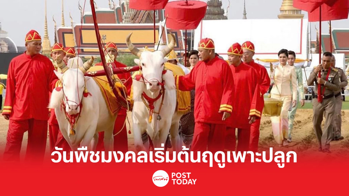 ชาวนาพิจิตร ถือฤกษ์วันพืชมงคล เริ่มต้นฤดูเพาะปลูก ปักดำข้าวแทนหว่าน ชาวนาพิจิตร ถือฤกษ์วันพืชมงคล เริ่มต้นฤดูเพาะปลูก ปักดำข้าวแทนหว่าน