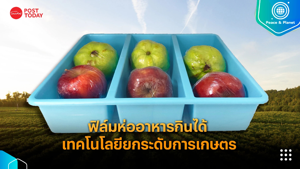 ฟิล์มห่ออาหารกินได้ เทคโนโลยียกระดับการเกษตร ฟิล์มห่ออาหารกินได้ เทคโนโลยียกระดับการเกษตร