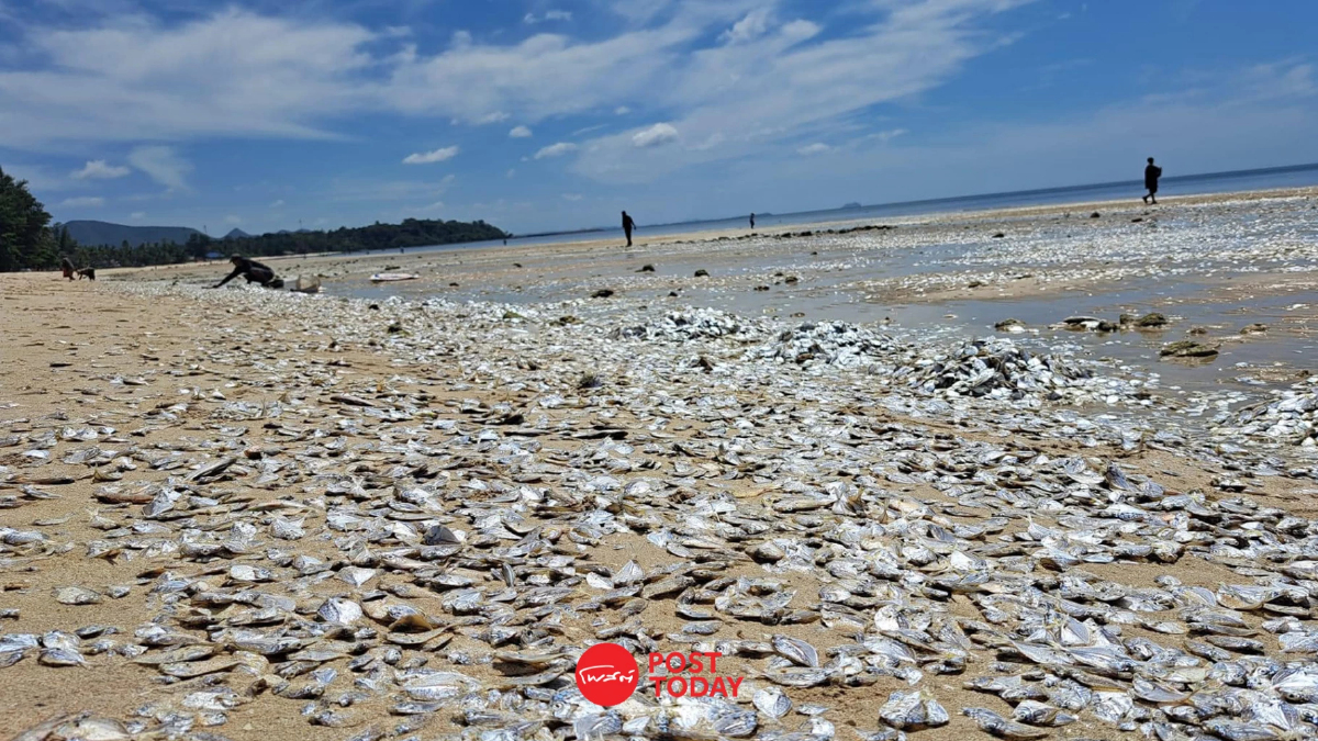 ปลานับล้านตายเกลื่อนหาดทุ่งวัวแล่นชุมพร ชี้เป็นเหตุการณ์ปกติช่วงฤดูฝน ปลานับล้านตายเกลื่อนหาดทุ่งวัวแล่นชุมพร ชี้เป็นเหตุการณ์ปกติช่วงฤดูฝน